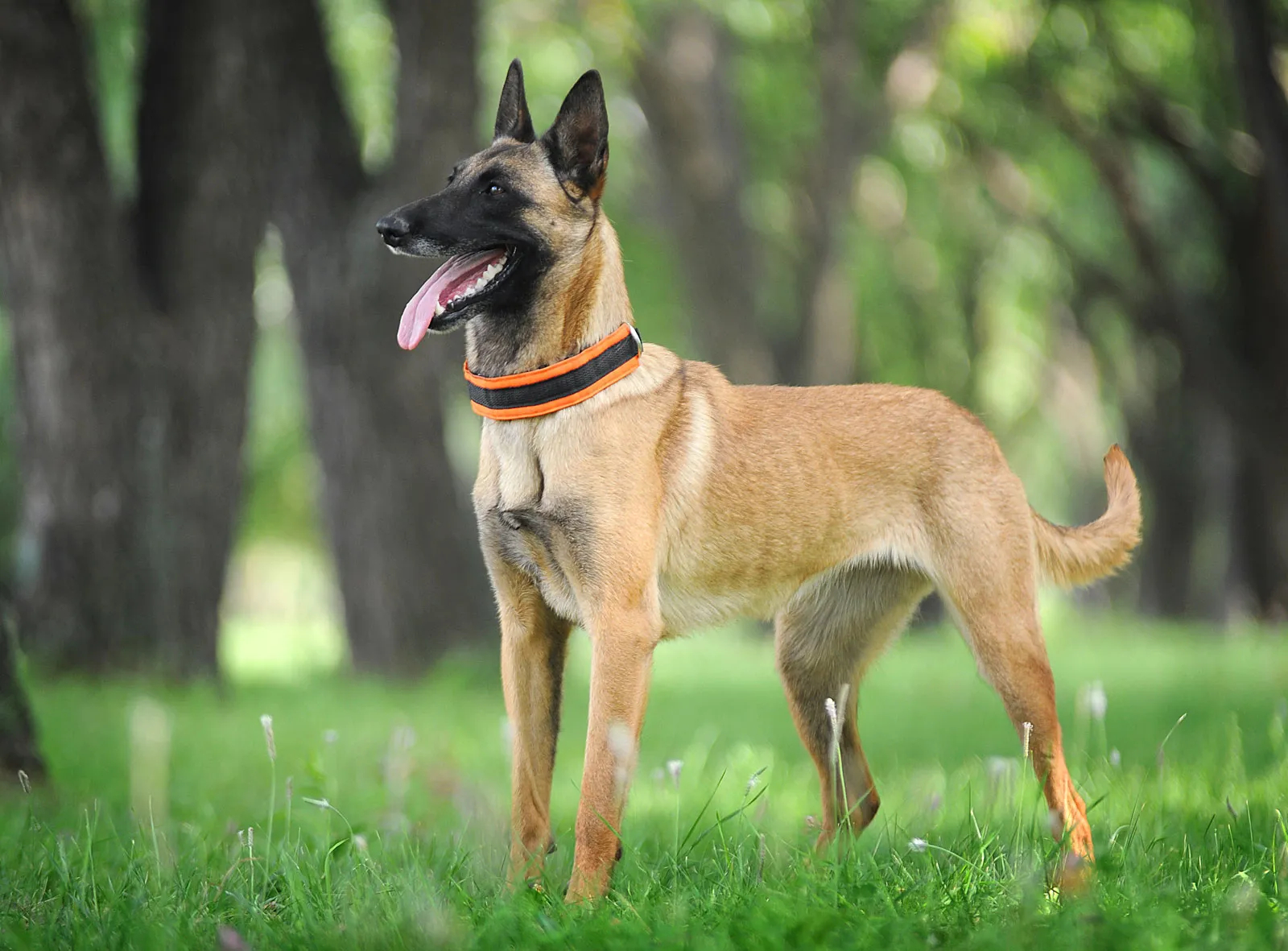 Belgian Malinois比利时牧羊犬的变种之一 