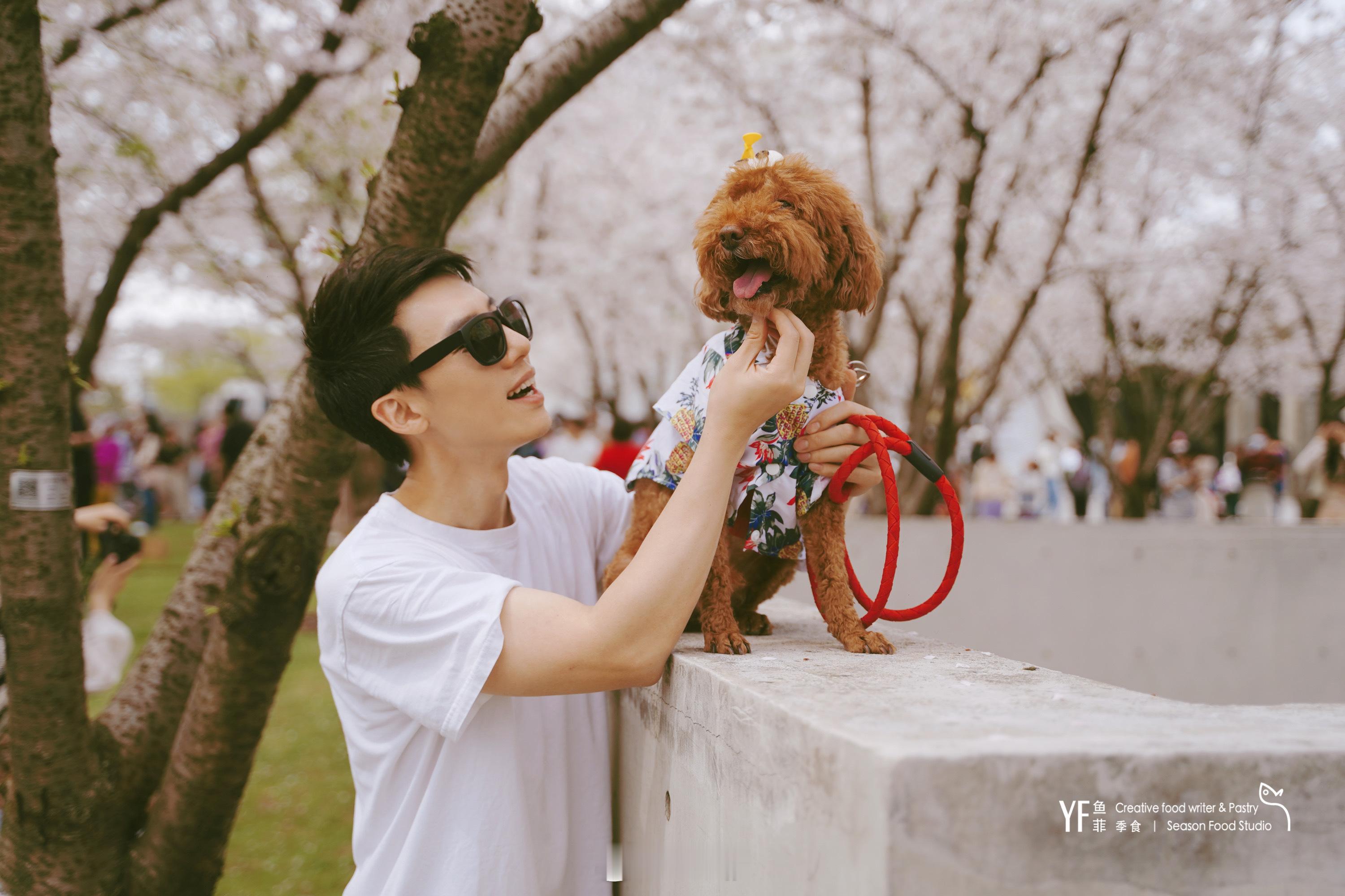 今年的樱花都看完了，顾村公园、静安雕塑公园、虹口足球场、龙美术馆，各有千秋。#周