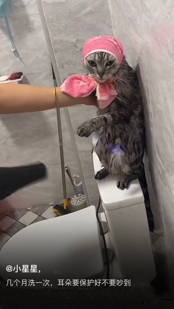 给小猫洗澡的正确打开方式[doge] ​​​