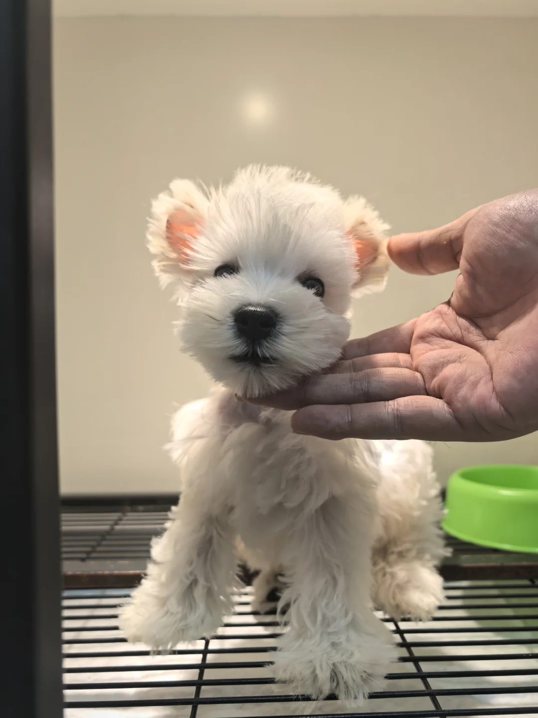 岚灵花鸟市场 德文价格也太离谱了