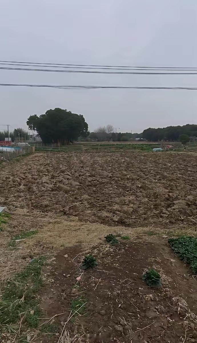 上海迪士尼周围长这样 去过的人嘴真严啊 