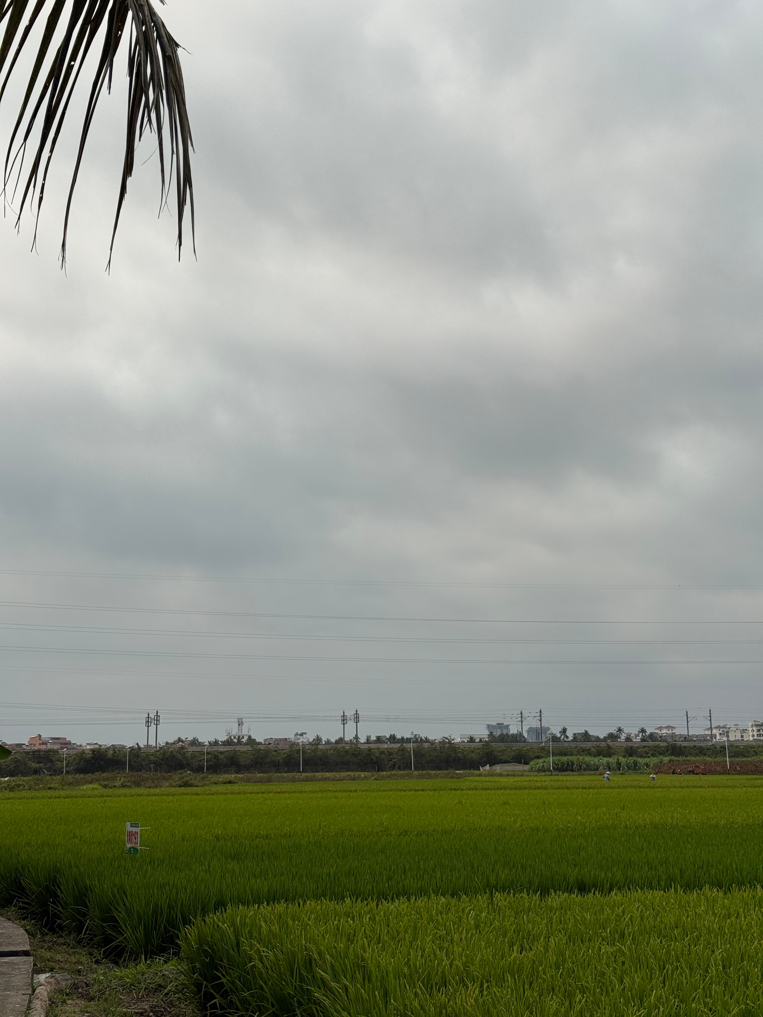 清明扫墓最喜欢这种没有太阳的天气～旁边又是稻田和椰子树