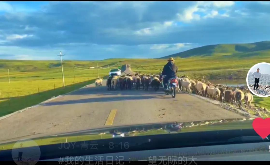 这是我在青海旅游跟在羊群后面走半小时的视频，他不赶走羊群我就远远跟着，赔不起真的