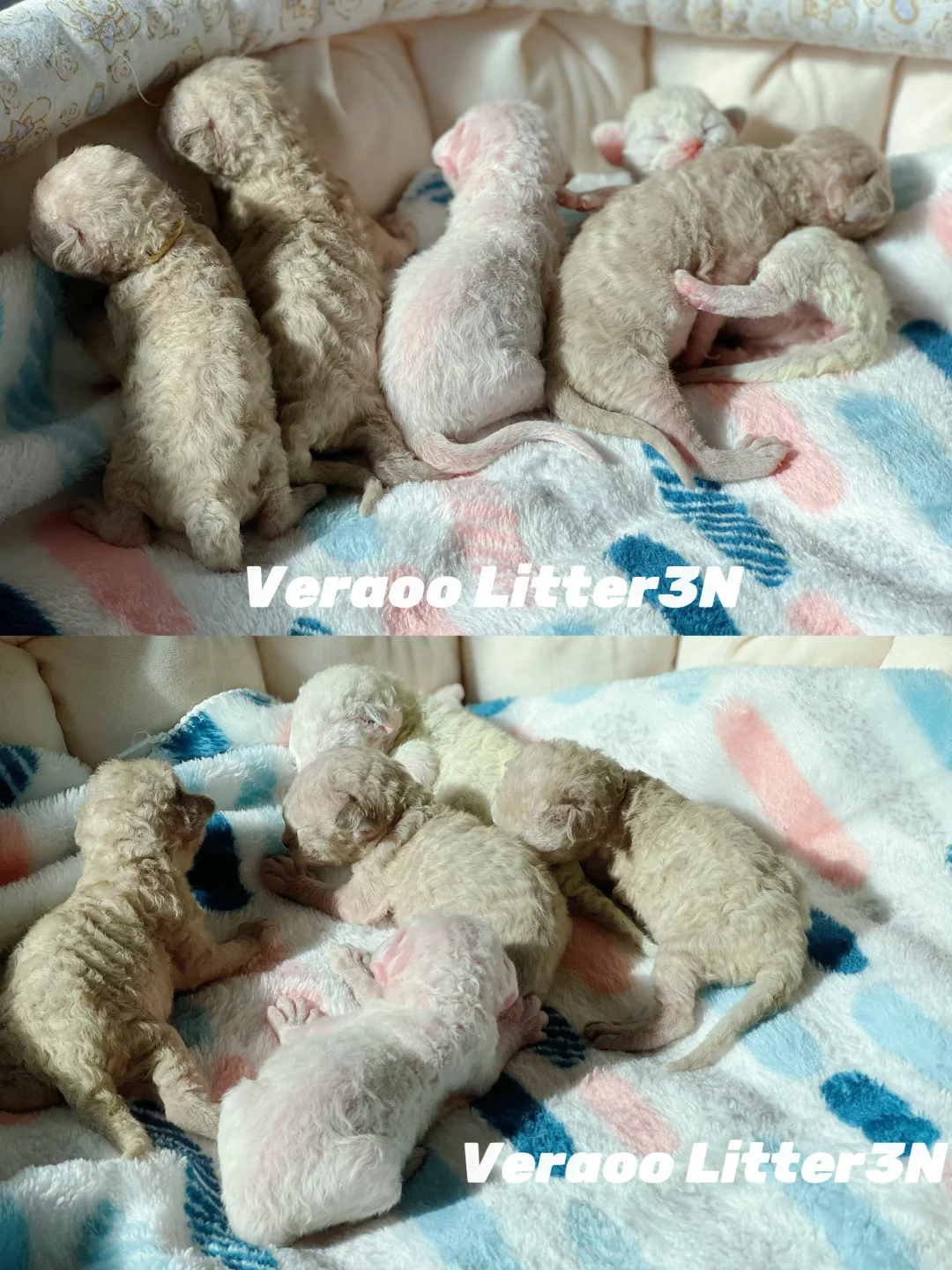 好多重点色羊毛毡耶｜德文卷毛猫