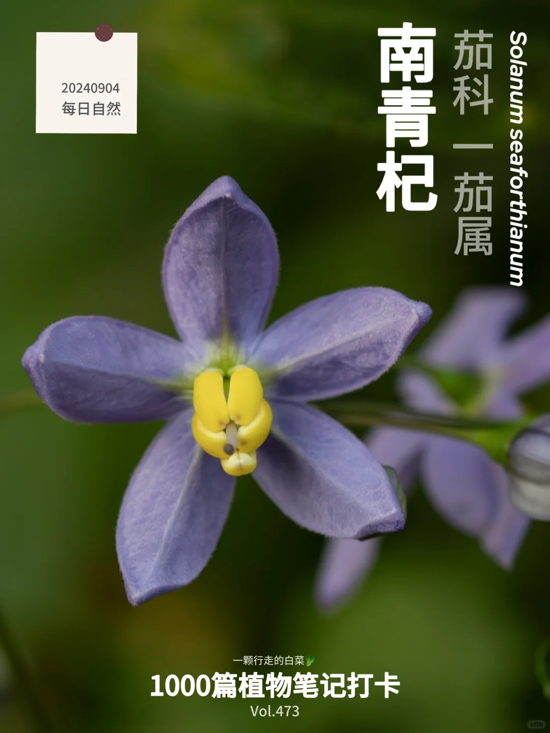 植物笔记473｜富有魔力南青杞