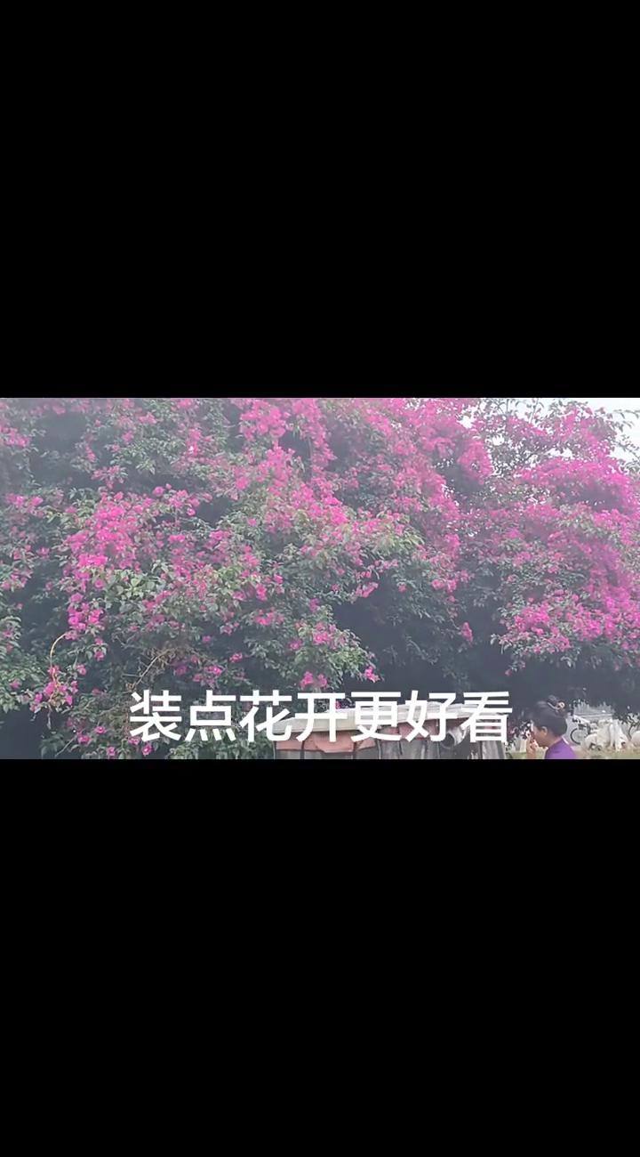 装点花开更好看。
