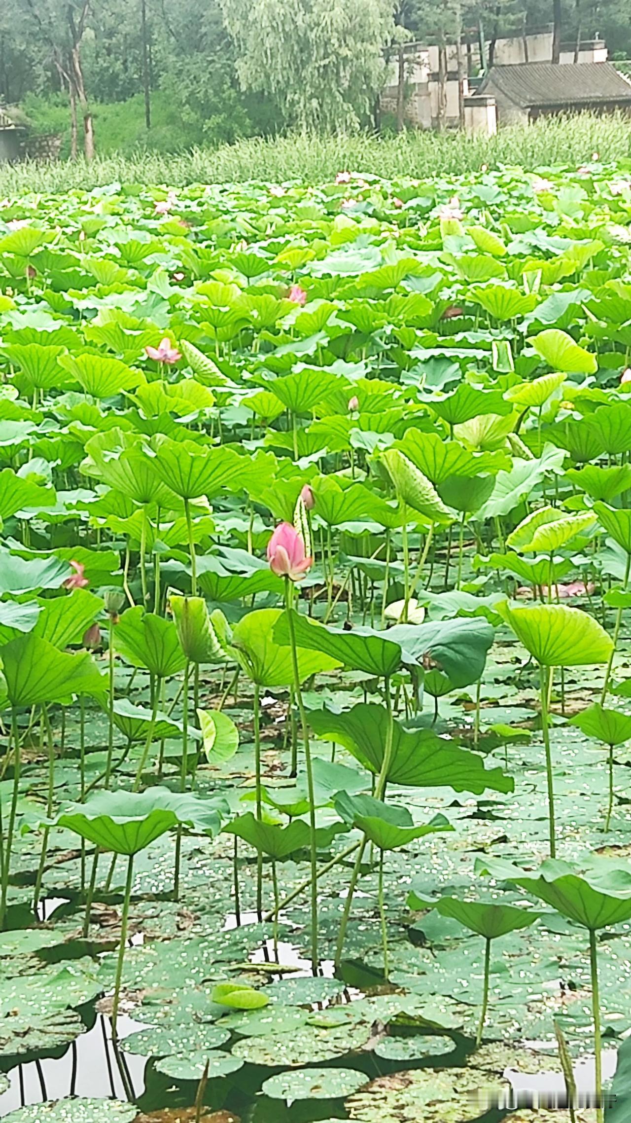 夏季心语，是蝉鸣与微风的交响，是冰镇西瓜的甜蜜，是夜晚星辰的低语。在这个季节，我