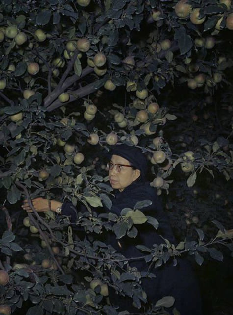 摘苹果🍎 ​​​