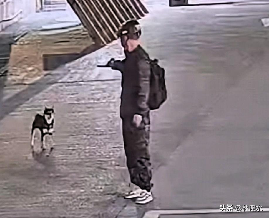 现在的偷狗贼胆子真大，半夜都敢明目张胆下手。
四川一位店主养了只柴犬，每天都帮主