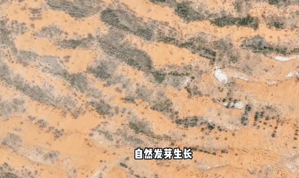 被中国人的沙漠植树奇迹震撼了 他们与风沙赛跑，用生命守护生命。幼苗在指尖生长，希