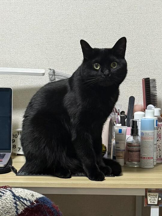 🐈‍⬛X3