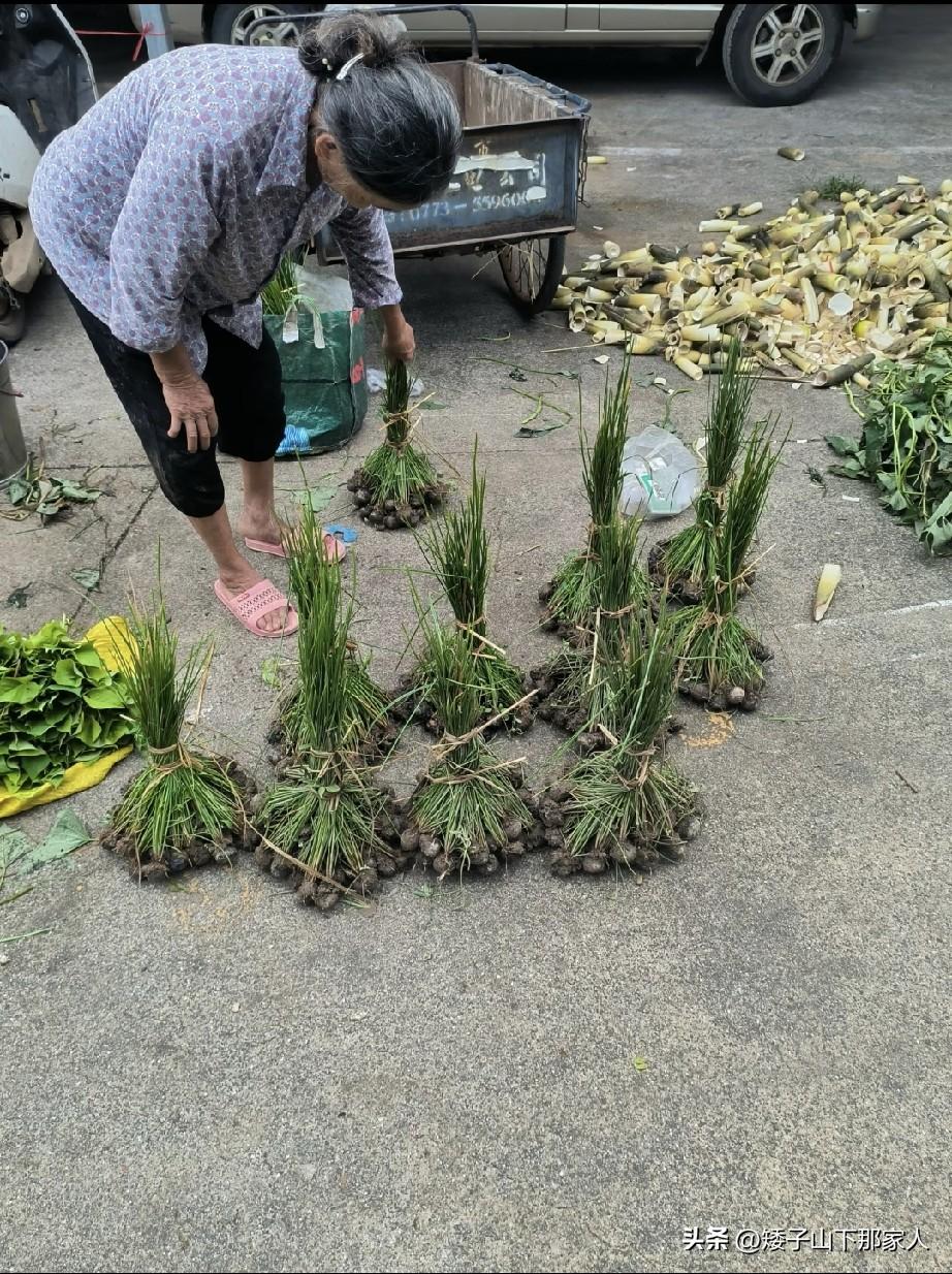 这是不是荸荠？