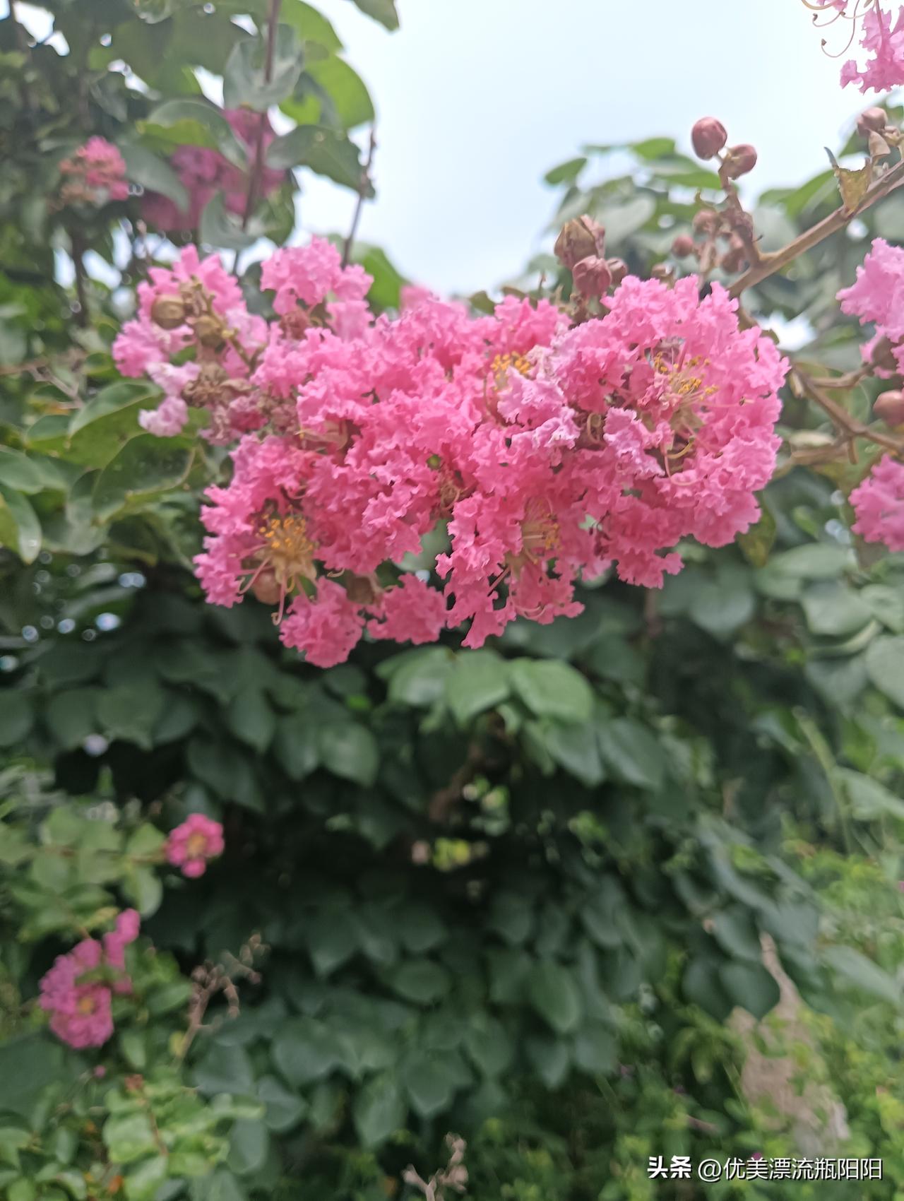 夏日生活打卡季上班路上偶遇紫薇花🌸开得正艳，手机记录生活的精彩瞬间，太美了。