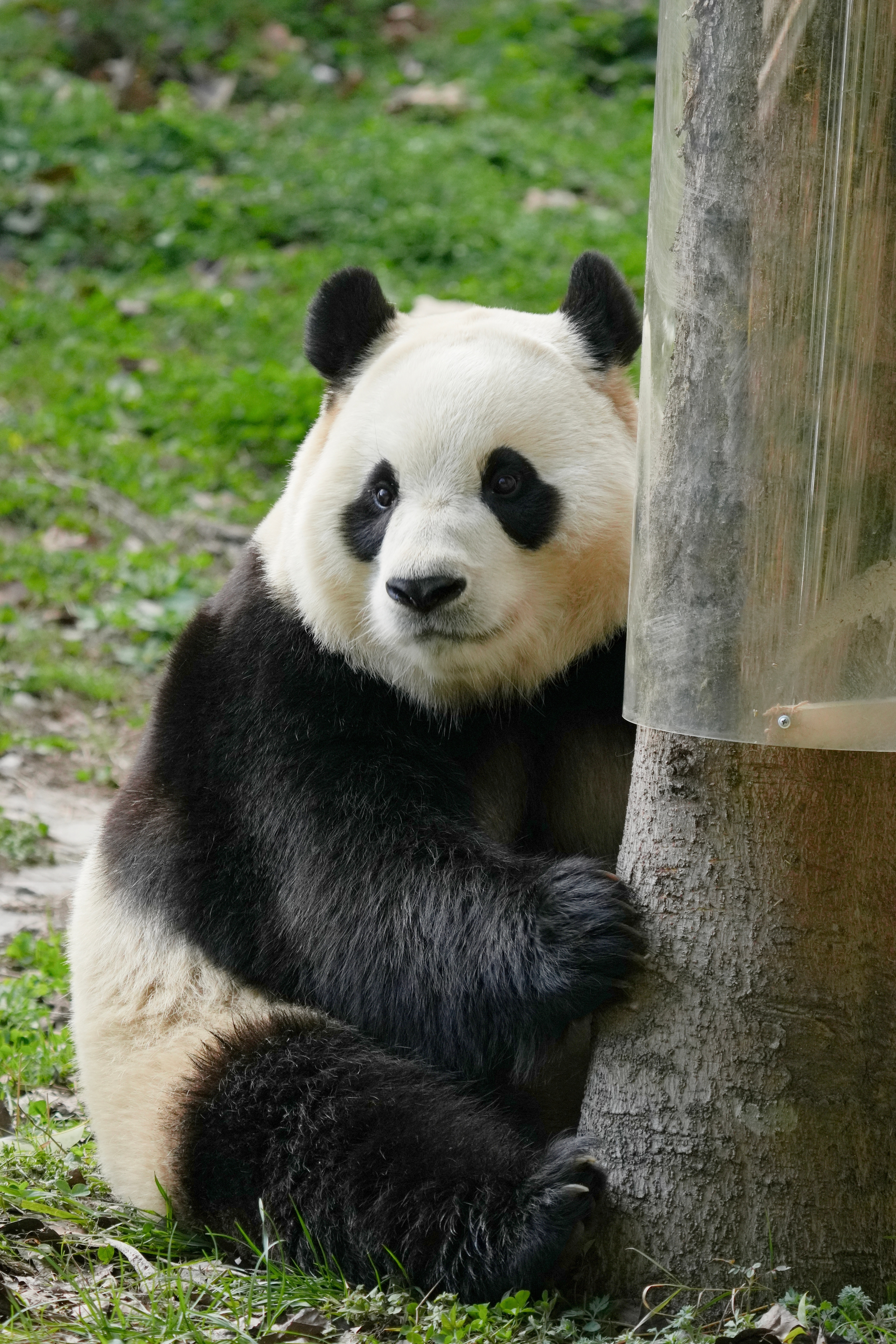 熊猫守护者 🐼森林驿站🌳国宝自带软萌治愈力，慵懒静栖林间，守护生灵，珍藏每一
