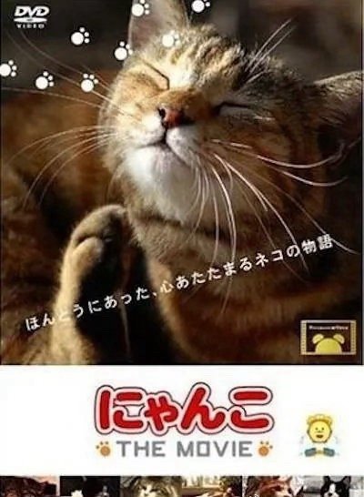 《猫咪物语》高分治愈纪录片推荐全5部 日语中字 ​​​