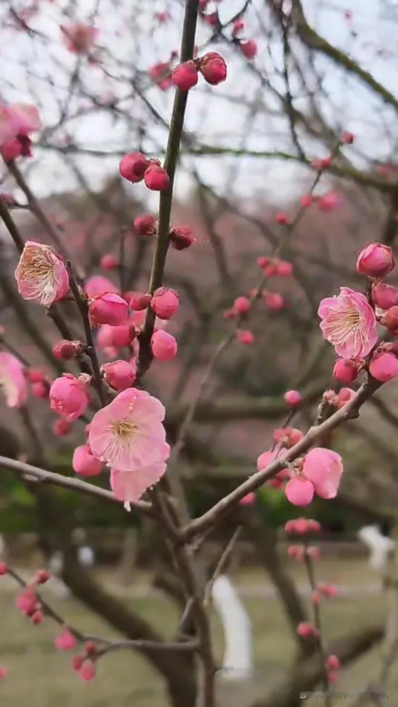 晒晒家乡的梅花梅花情意浓浓，象征美丽的春天。[招财进宝][招财进宝][招财进宝]