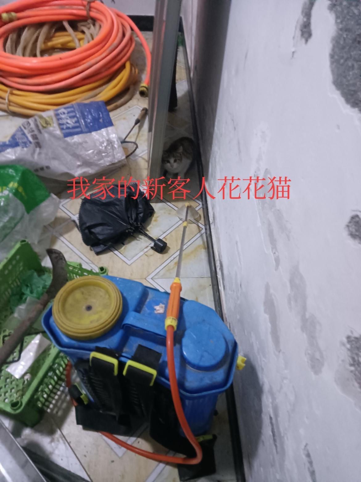 分享一张你拍的小猫照片