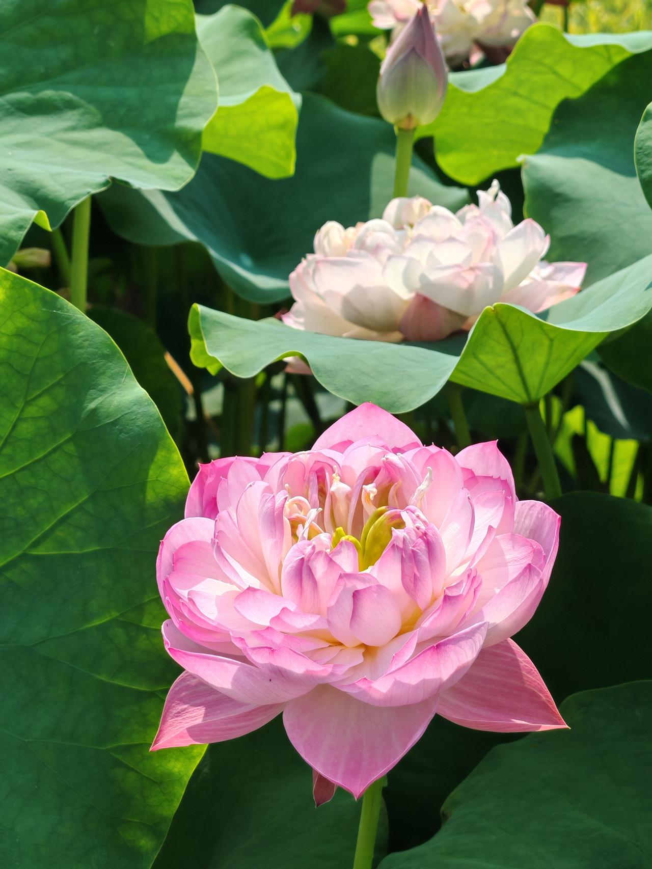 真心话茶局征文终于都完成了，今晚可以睡个好觉了。