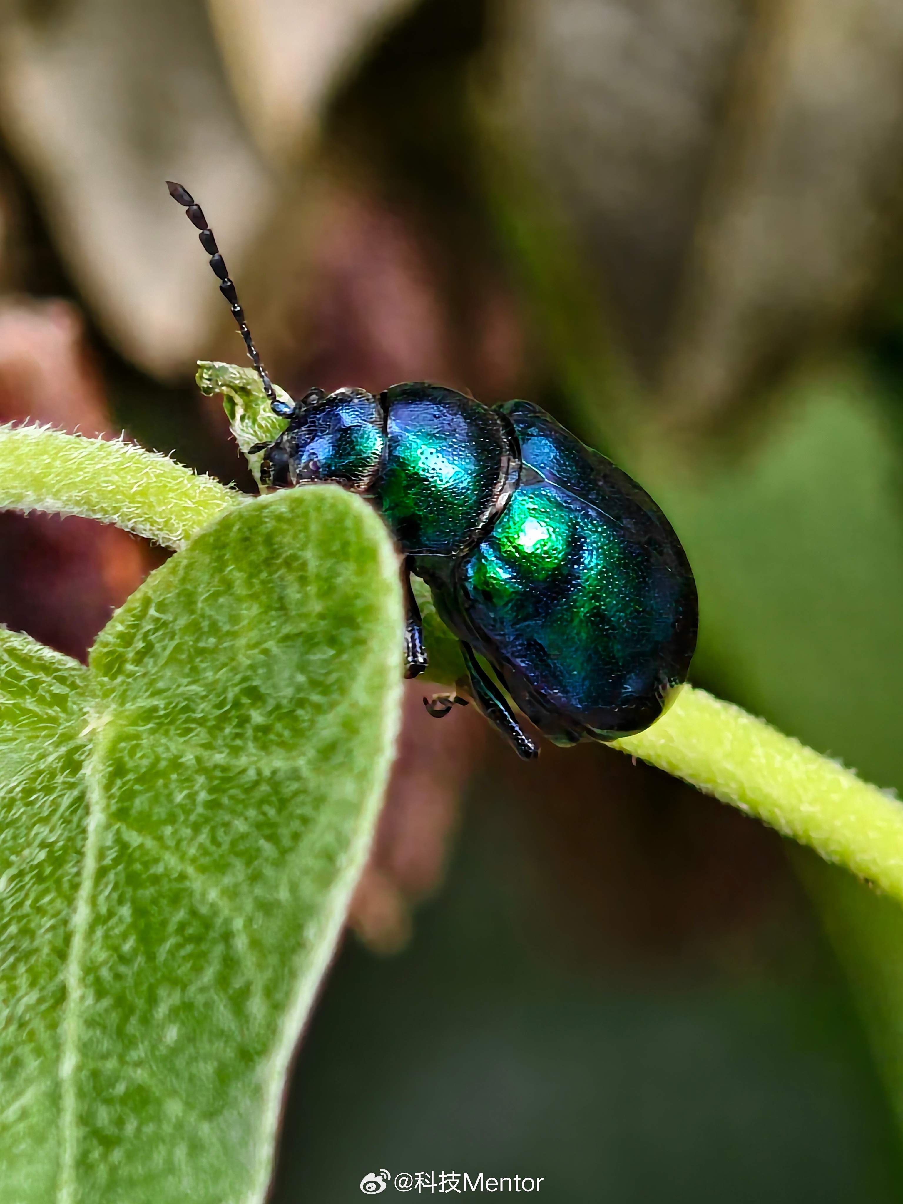 早起的鸟儿有虫吃，早起的虫儿早安，早安！ 