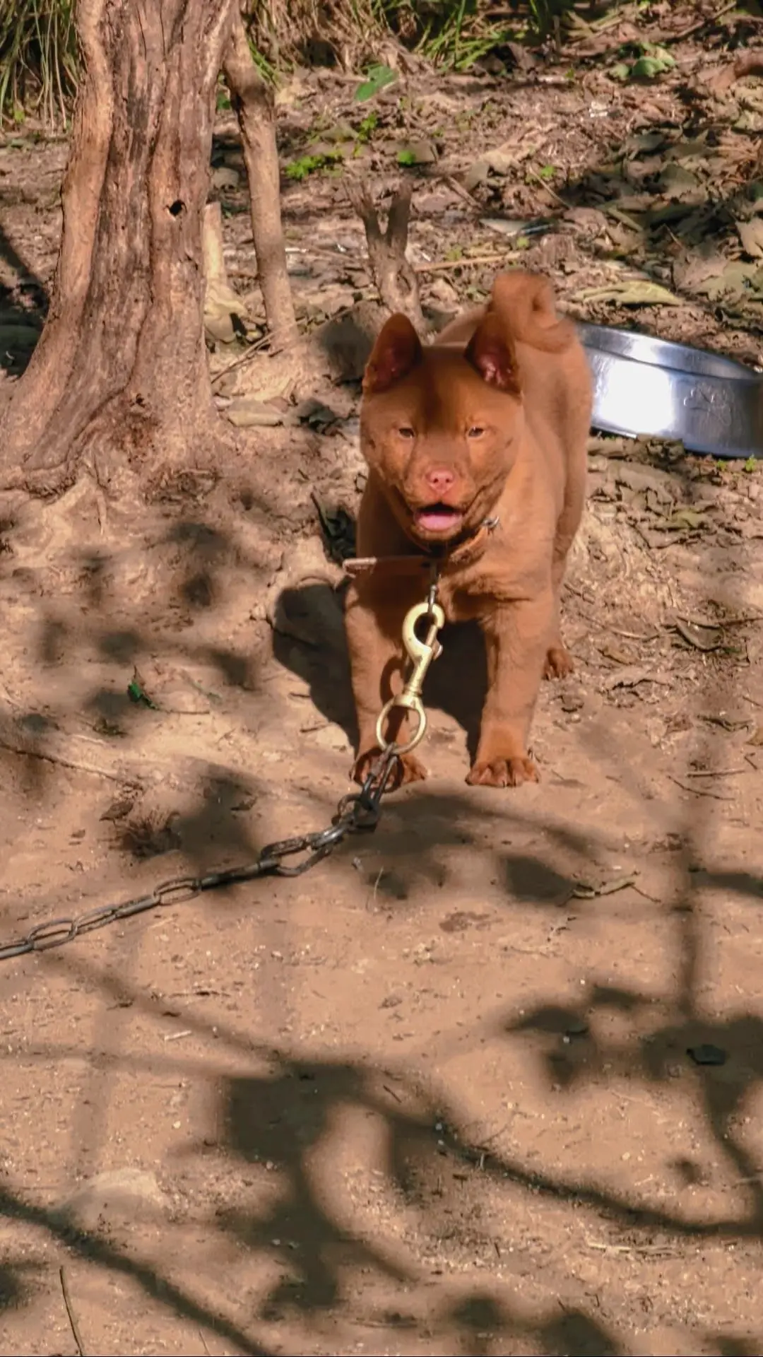 中华田园犬