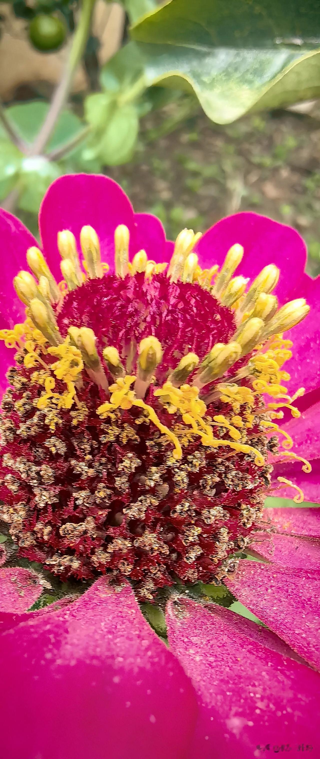 #分享一张隨手拍的花#
花常开，
春不常在。
秋色靓，
斑斓多彩。