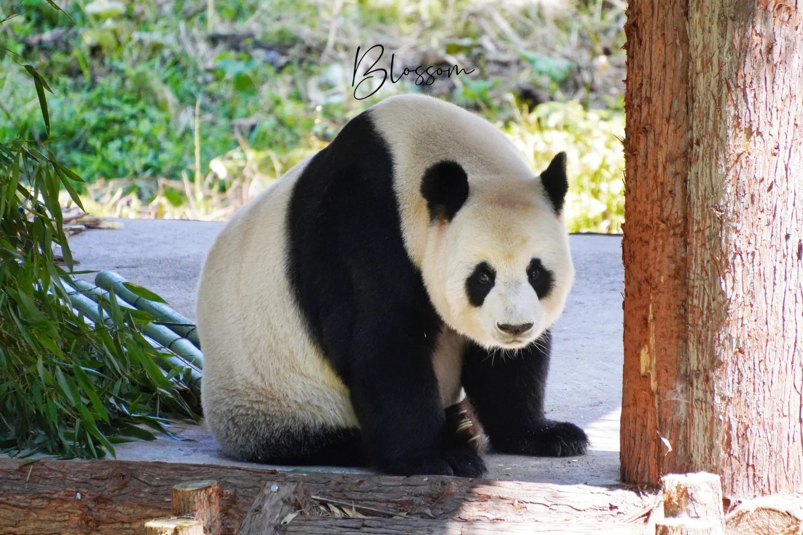 240903 很有威严的龙欣
