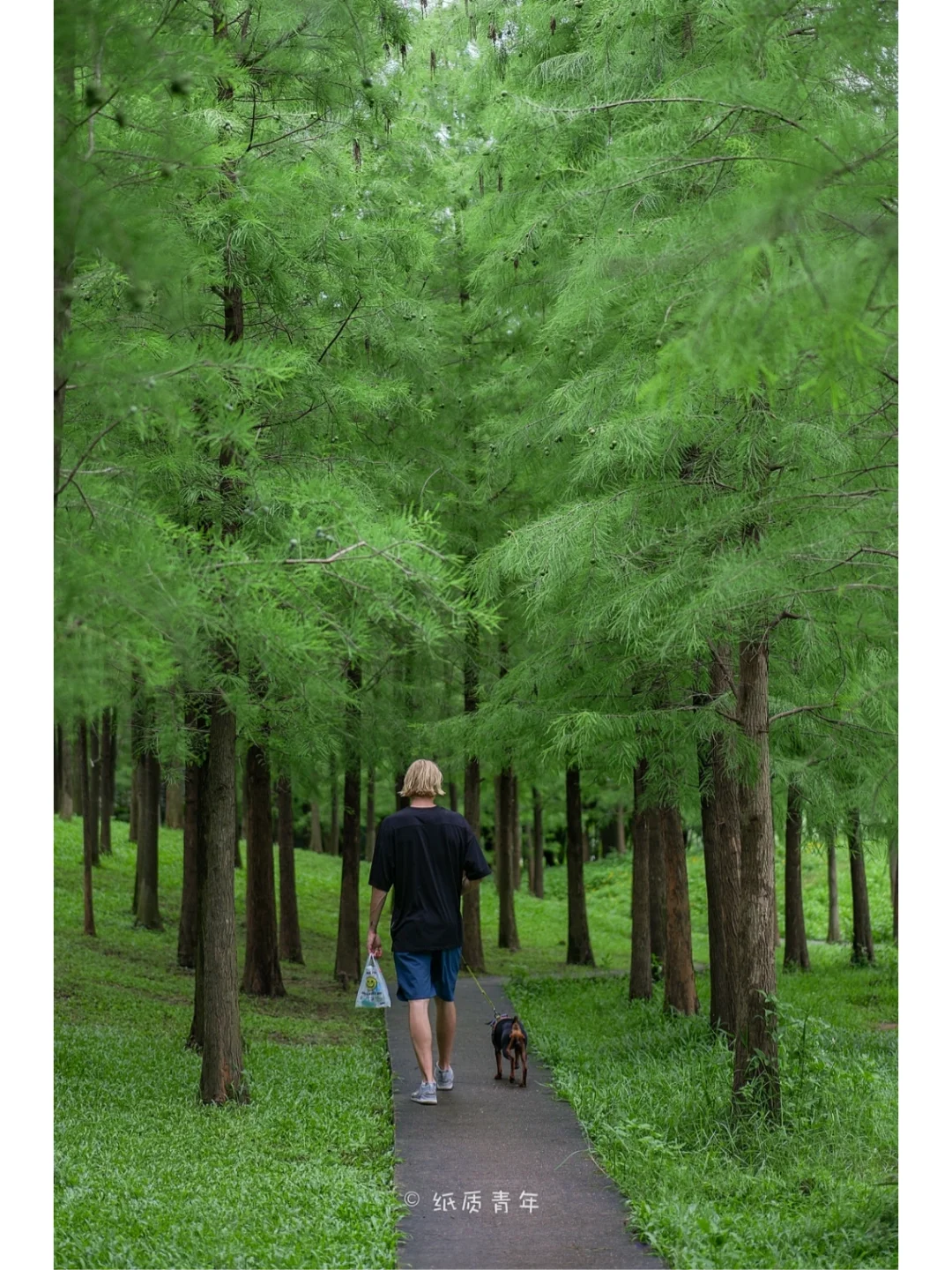 广州夏日落羽杉|必去的宝藏森系公园🏞