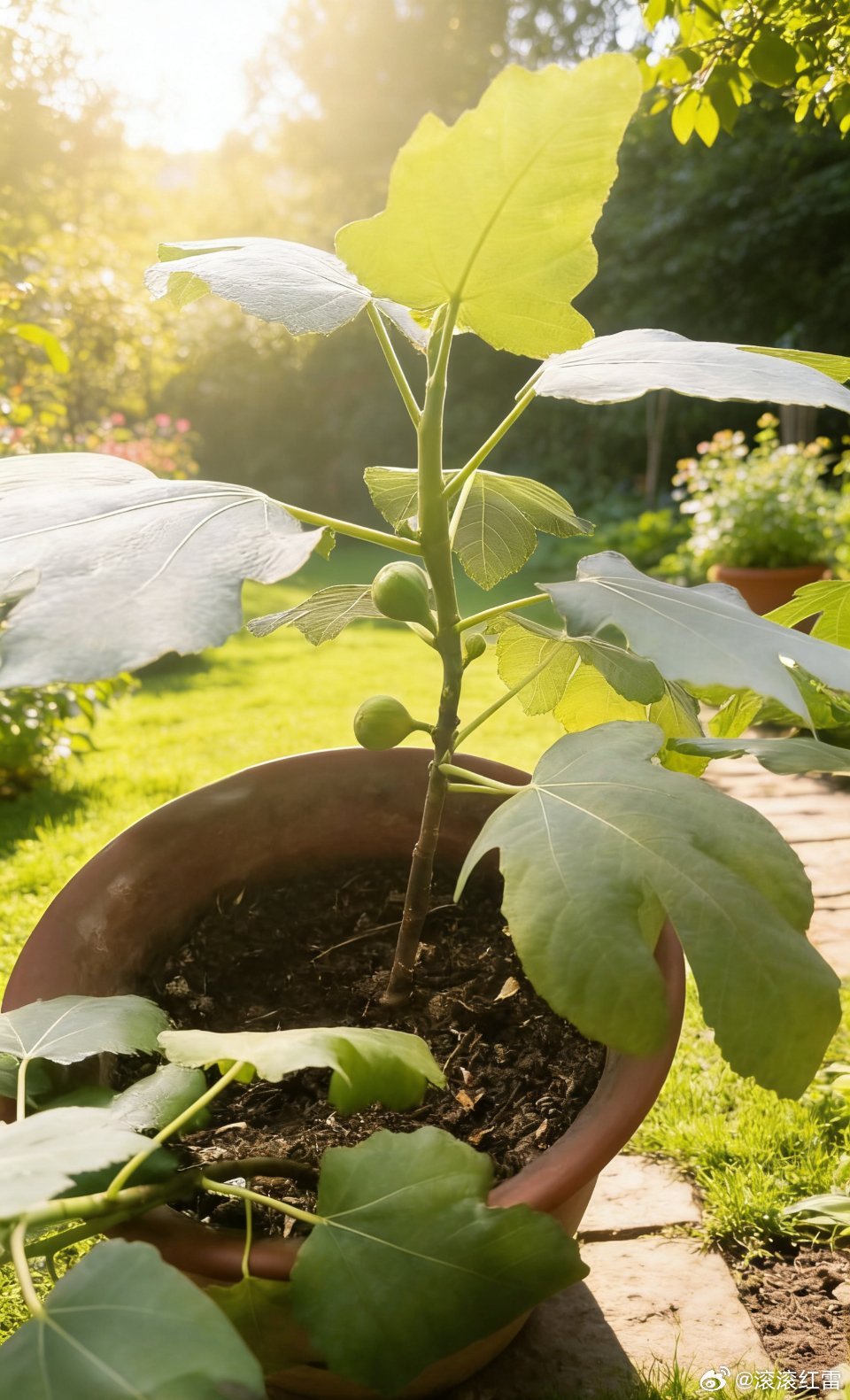 ╭═❥┈看看我家的小无花果苗┈❤︎┊💙日常养生·咽喉不适·脾胃虚弱😮💨┊?