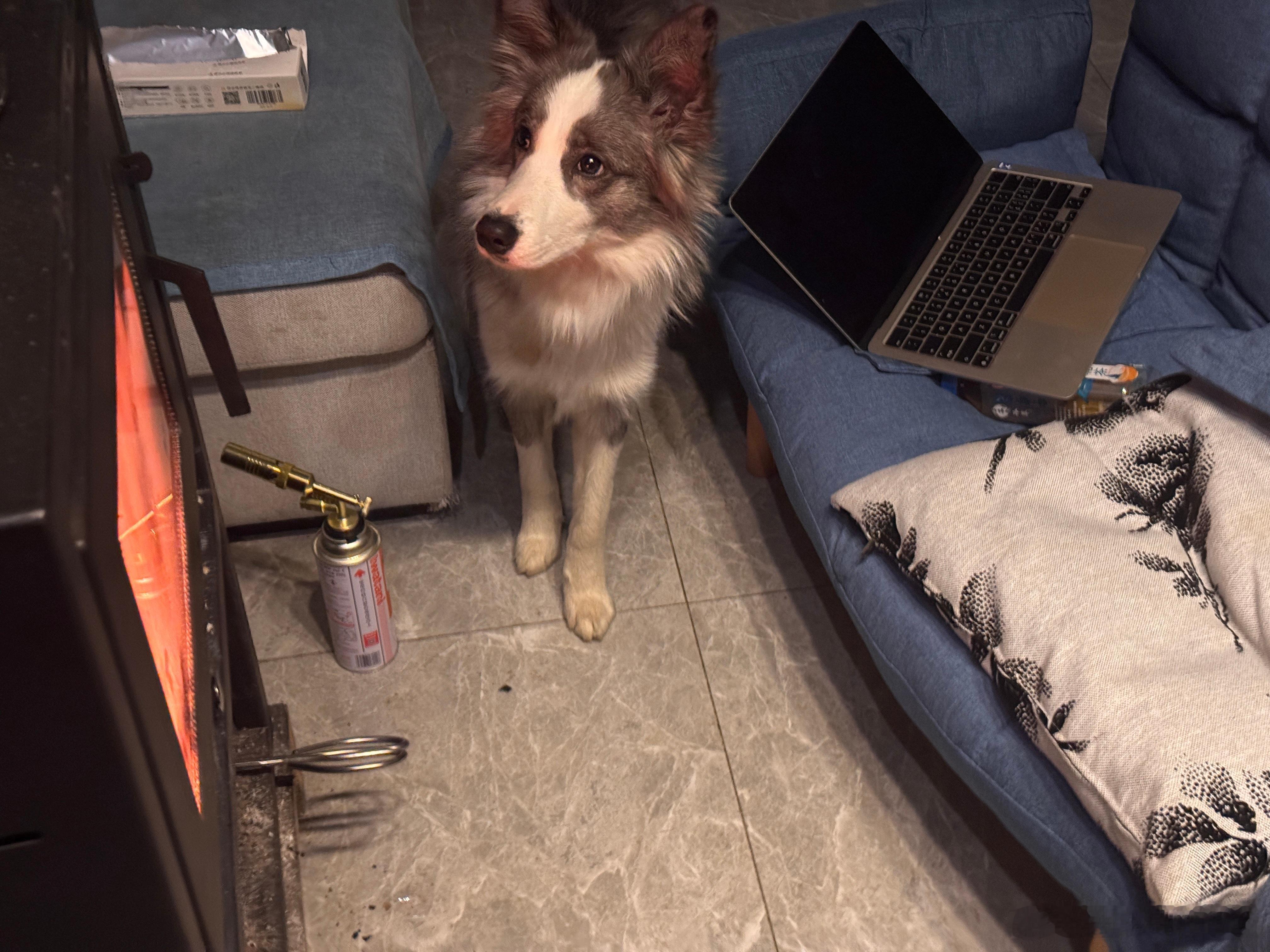 狗子🐶每天跟我一起烤火吃烤红薯🍠…… 