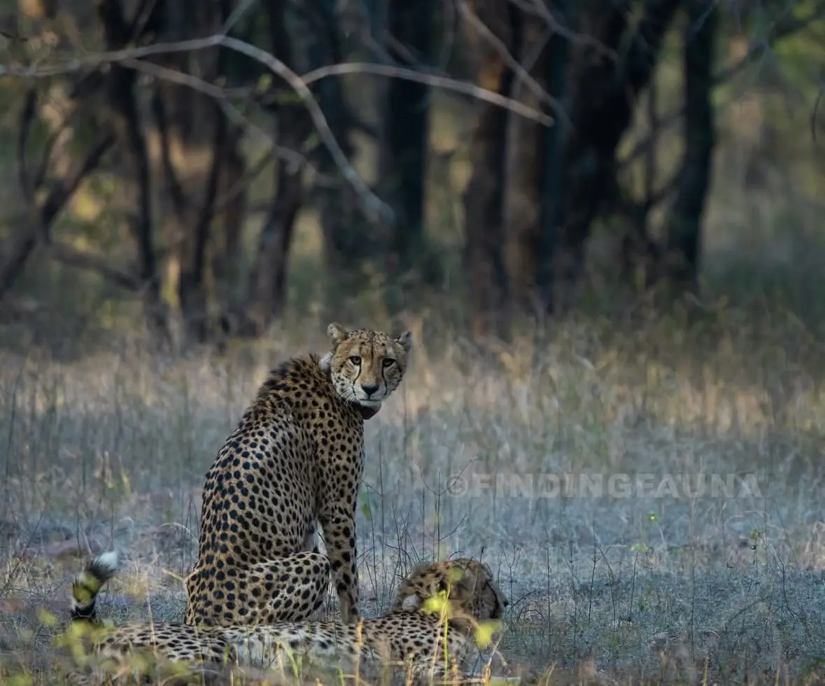 在印度出生的雄性猎豹KJP3 KJP4。是母豹贾瓦拉的第二胎四只猎豹中...