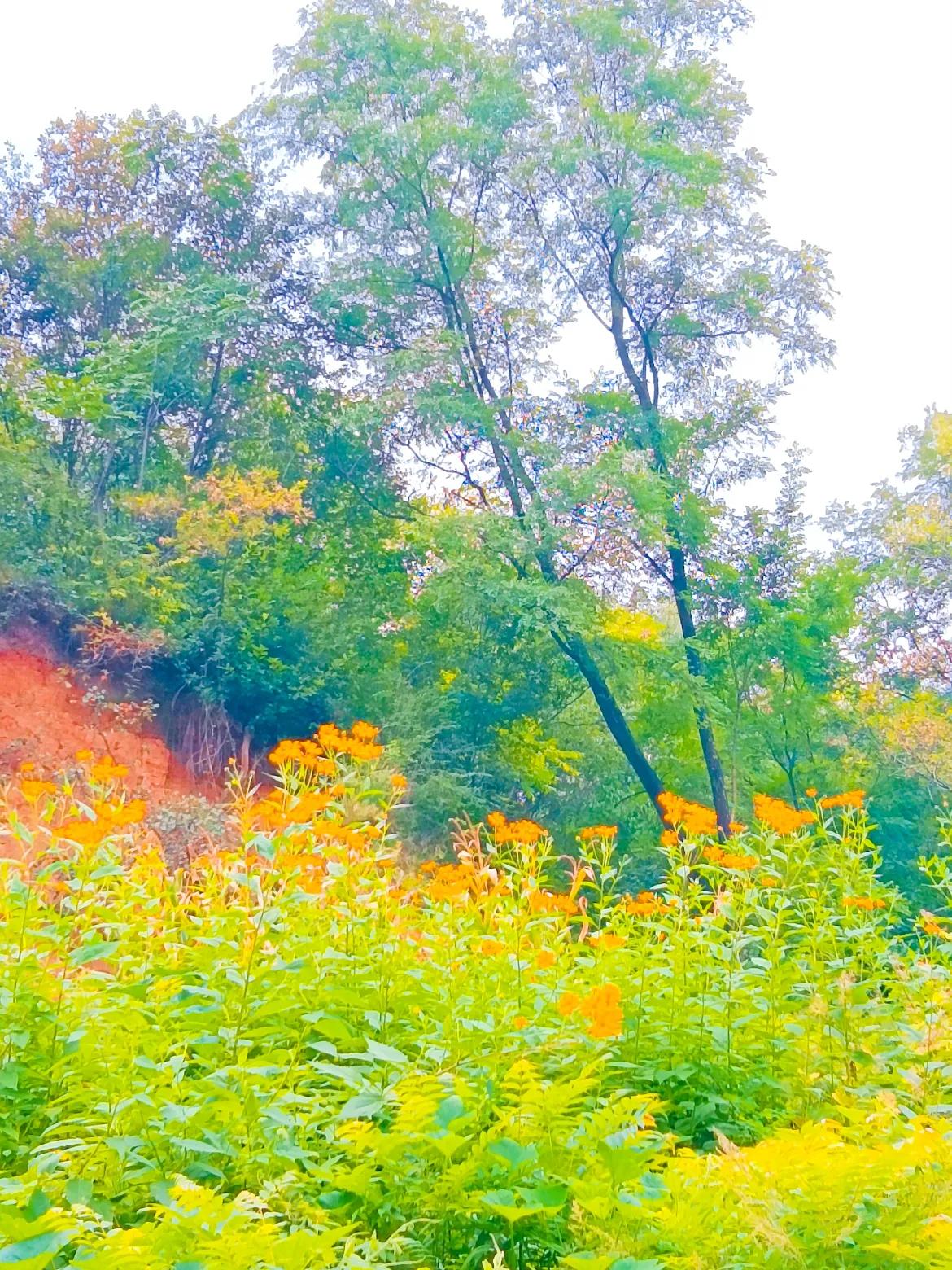 #分享旅行中的随手拍##随手拍花草。# #随手拍漂亮花草# #随手拍花风景#