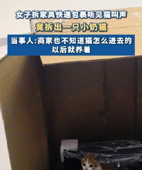 【女子拆家具快递意外拆出只小奶猫】近日，江西鹰潭。女子拆家具快递包裹，竟拆出一只