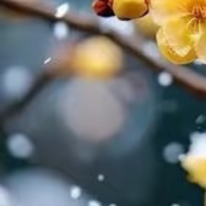 腊梅种植方法1. 土壤：选用疏松肥沃、排水良好的微酸性沙质土壤，可按4园土:3腐