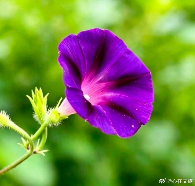 泸州情感语录[超话]  人这一生，能安顿好自己的心，就是圆满。  ​​​