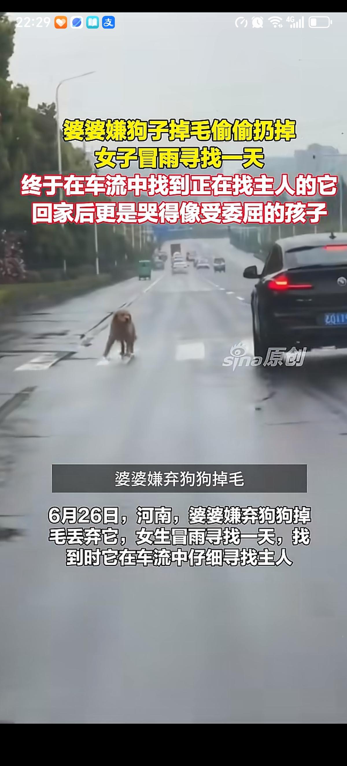 婆婆嫌弃儿媳妇养的大狗掉毛，就趁着儿媳妇不在家的时候把狗丢弃在路边了。当天雨下的