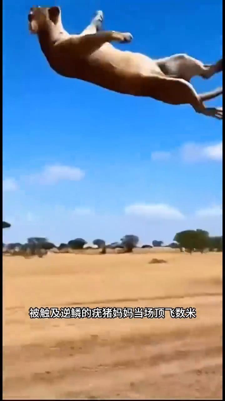 这头母狮被疣猪百米冲刺狠狠撞飞，紧跟着挨上疣猪一顿猛烈猛攻，转瞬功夫母狮就被顶的