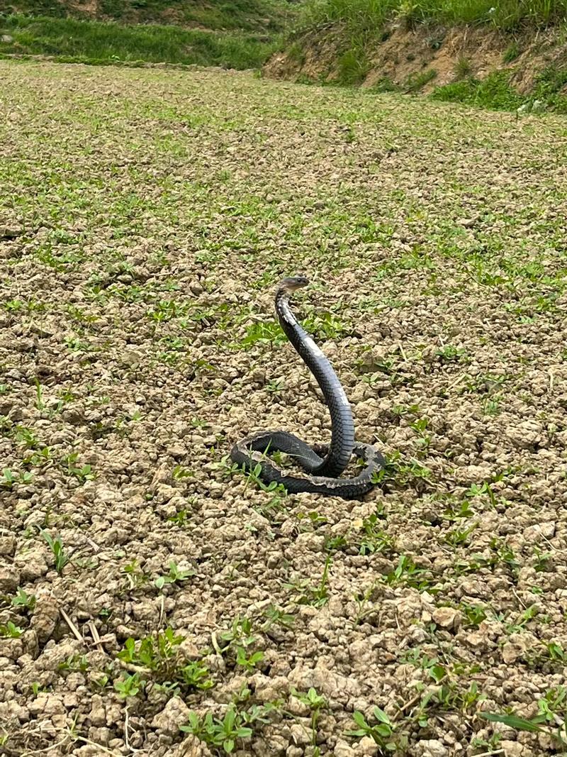 一位大爷在田里打农药时，遇到了一条眼镜蛇，他没有像别人一样惊慌失措，而是拿着喷农