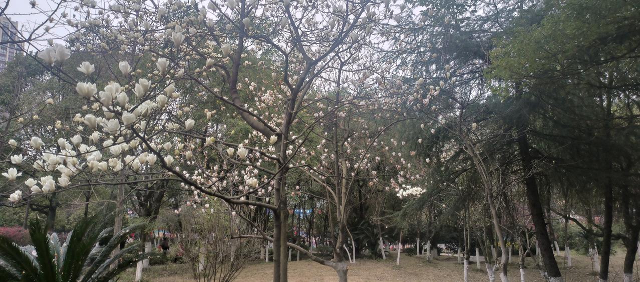 玉兰花开春意浓，朵朵花瓣如蝶飞。