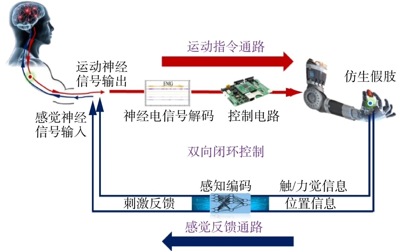 女子断臂后靠肌肉信号重新长出手¹ 就是肌电假肢。胳膊断了，就用假肢收集肌电信号，