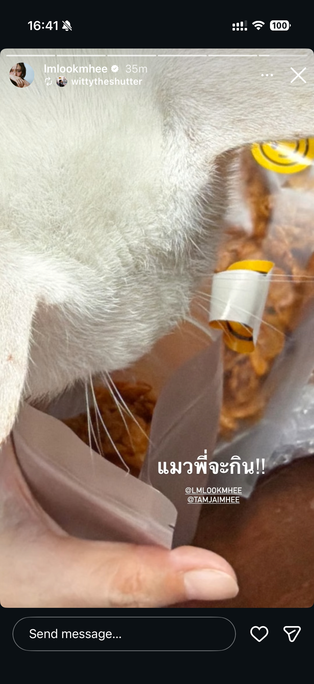 这个玉米片真的很吸引猫 