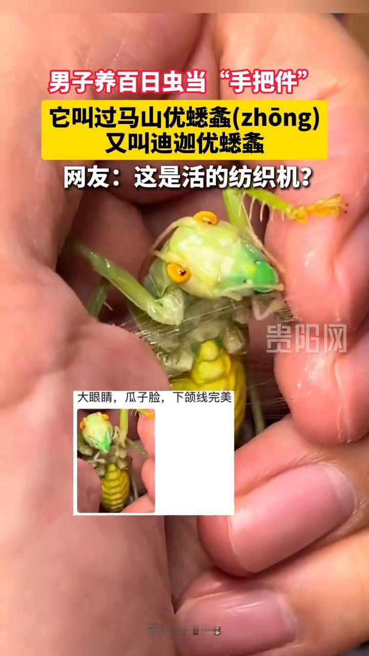男子养百日虫当"手把件"，它叫过马山优蟋螽(zhong)，又叫迪迦优蟋螽。网友：