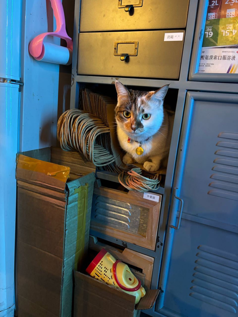 14841只狸彩狸心灵丑，彩狸大肥猪，抓伤我三次还爱咬我，大肚腩爱钻小隔间，彩狸