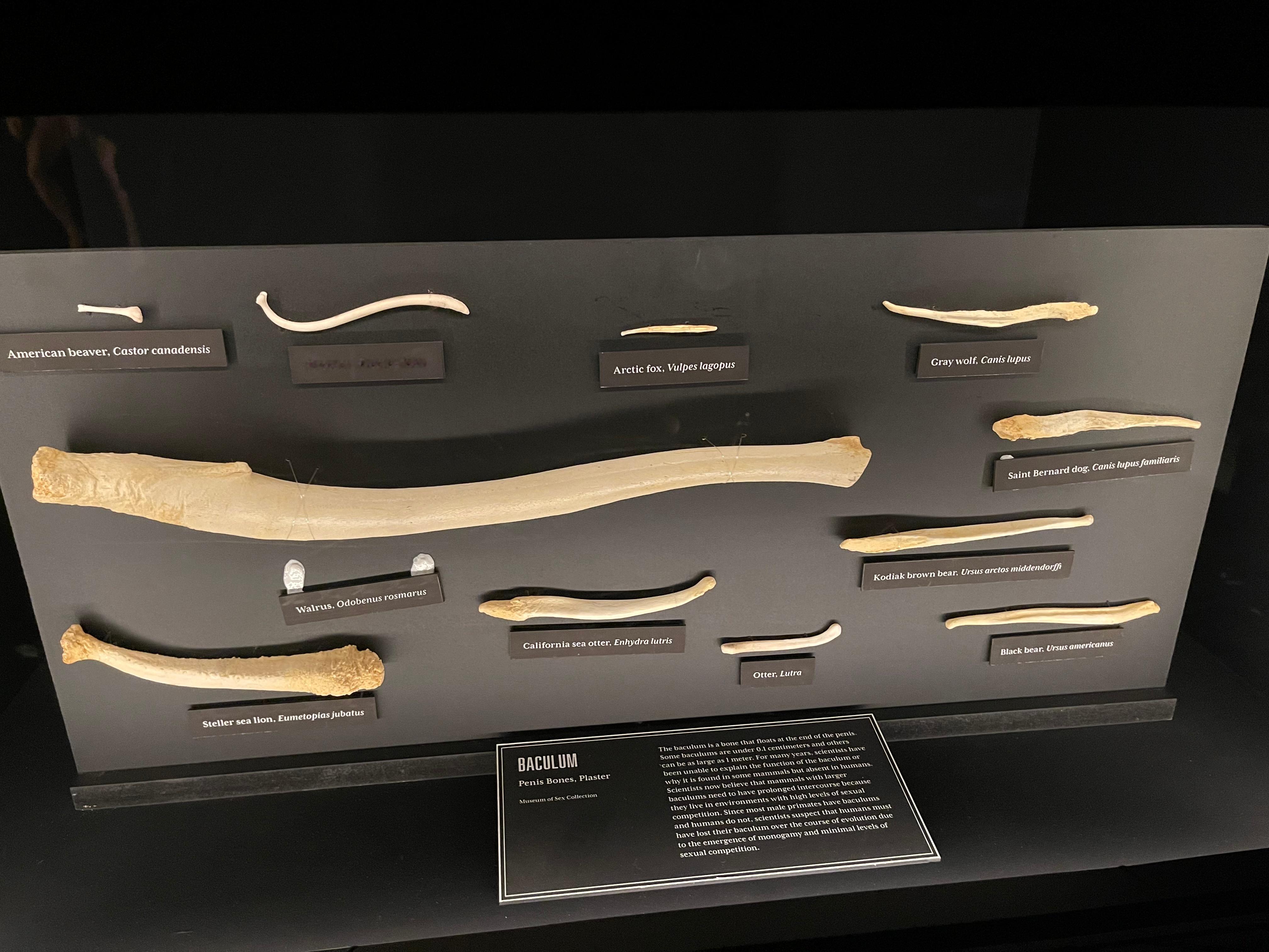 给大家看看动物的鸡鸡骨：American beaver,  美国海狸Raccoo