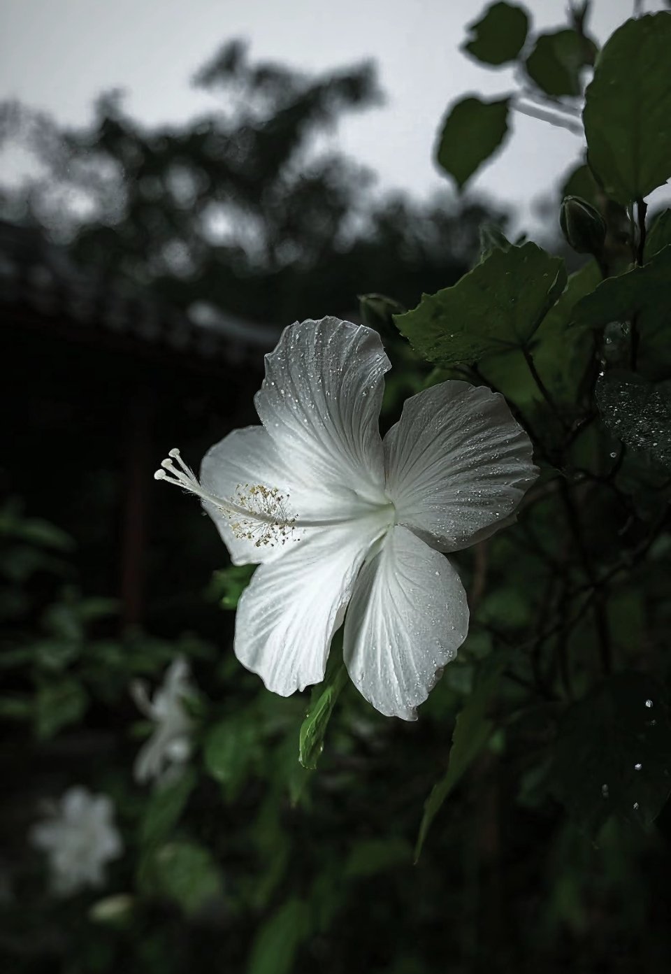早上好 