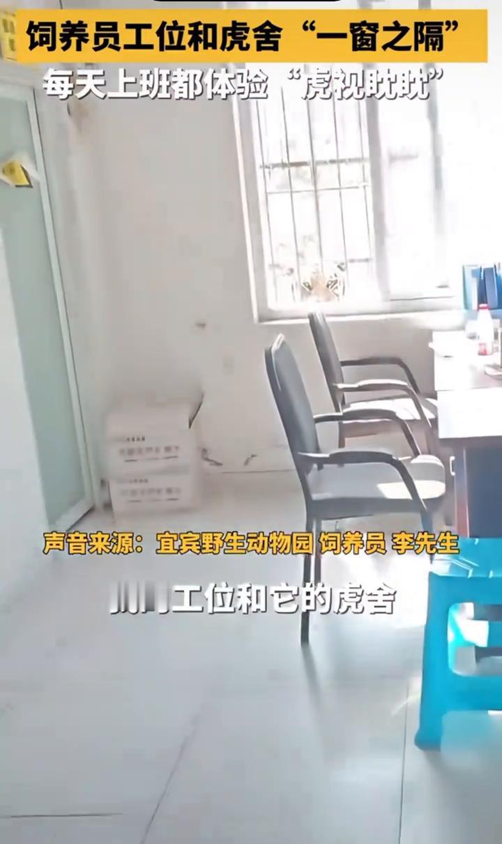 饲养员工位和虎舍"一窗之隔"，每天上班都体验"虎视眈眈"。
四川宜宾。
声音来源
