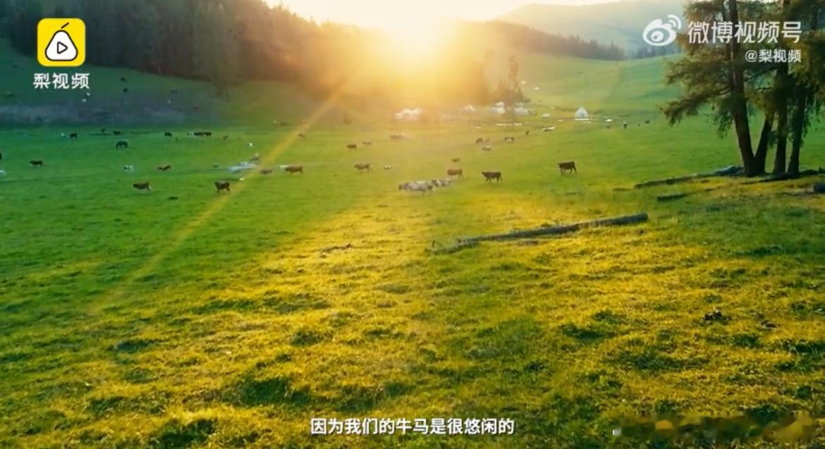 #放弃百万年薪他去阿勒泰养马放牛#是自由恣意的感觉，养马放牛也是一种幸福，愉悦自