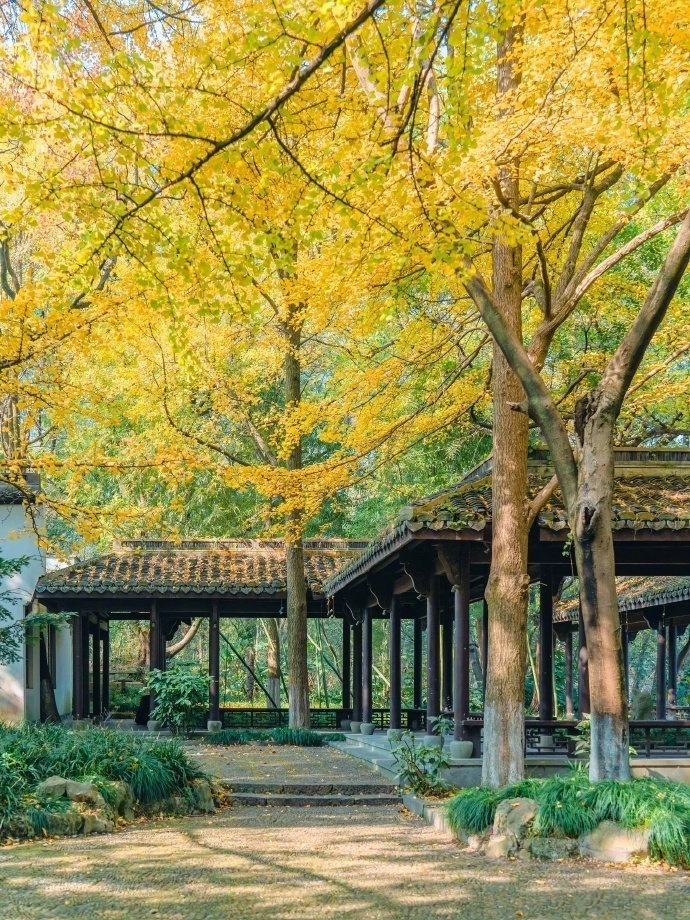 西湖的秋色有多绝🍁🍂🌾🌷🍃 ​​​