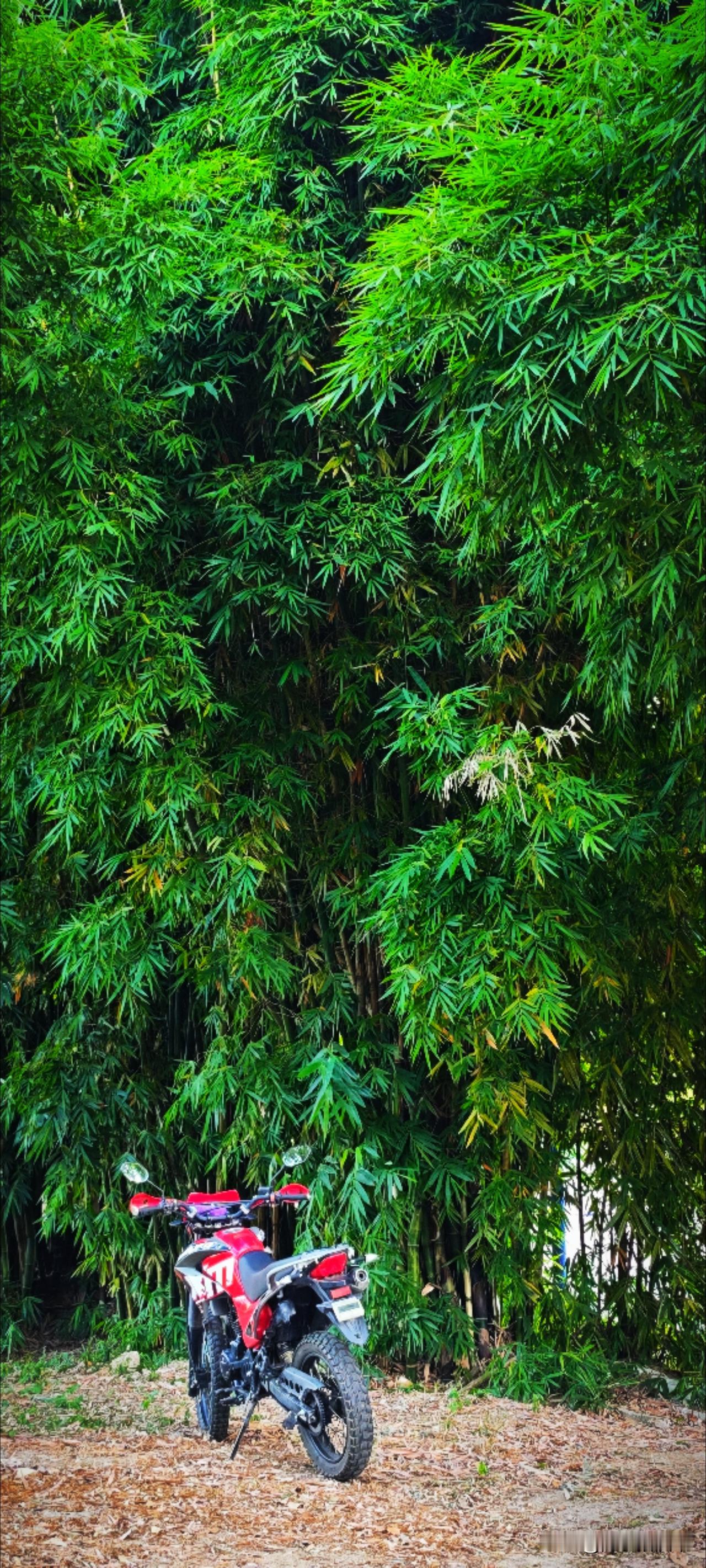 提起竹子，喜欢它的什么呢？欧阳修曾感叹：“草木无情，有时飘零。”竹子，本身只是植