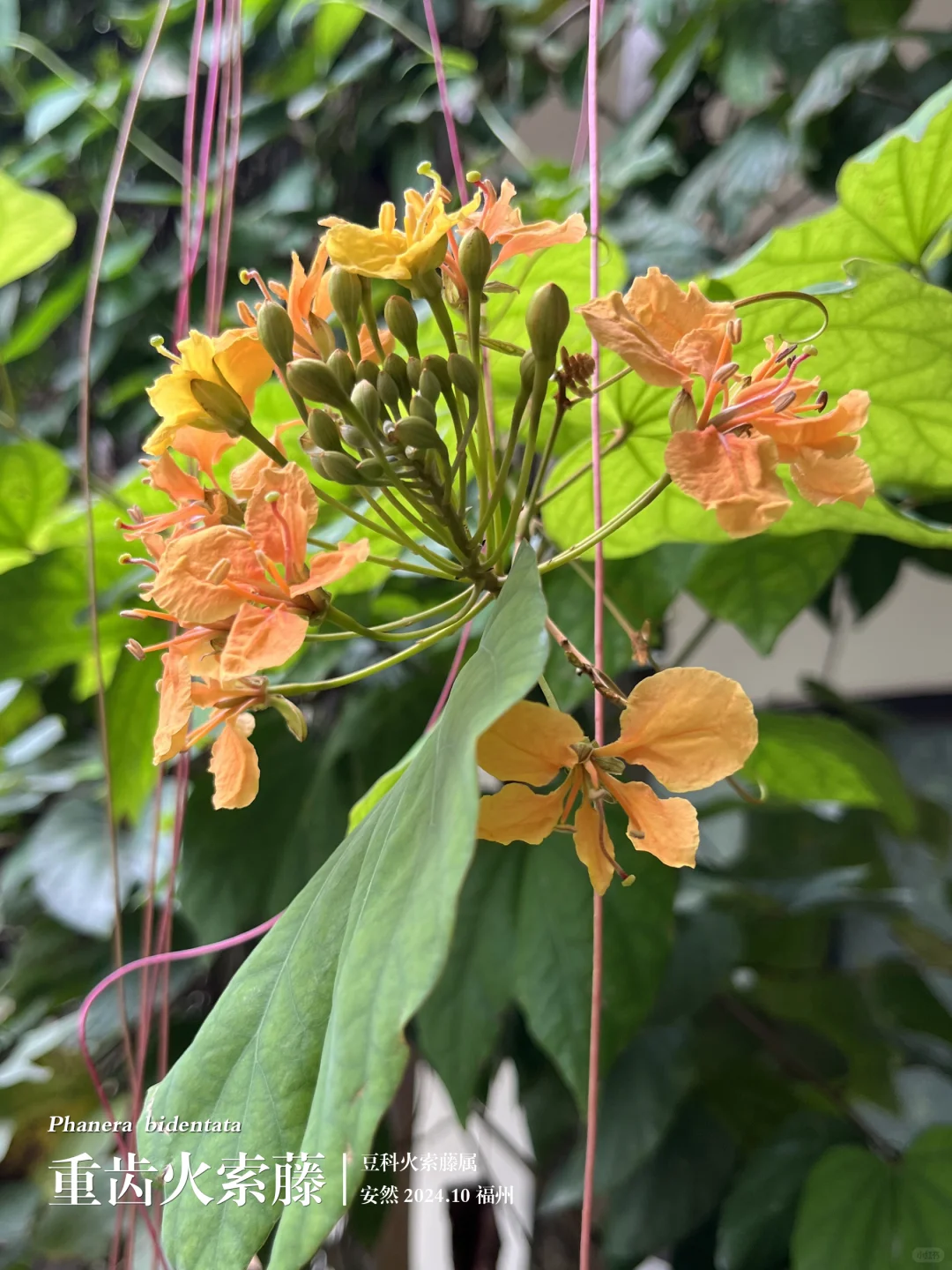 福州植物打标465｜重齿火索藤