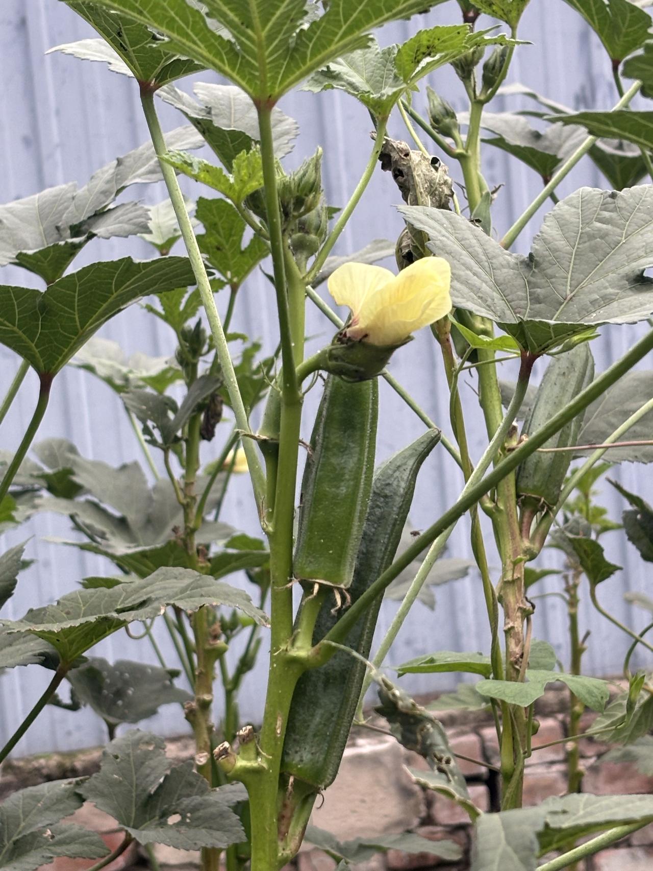 ：昨天到东郊湿地公园游玩时发现了这个植物，餐桌上的贵族秋葵。

 秋葵可是好东西
